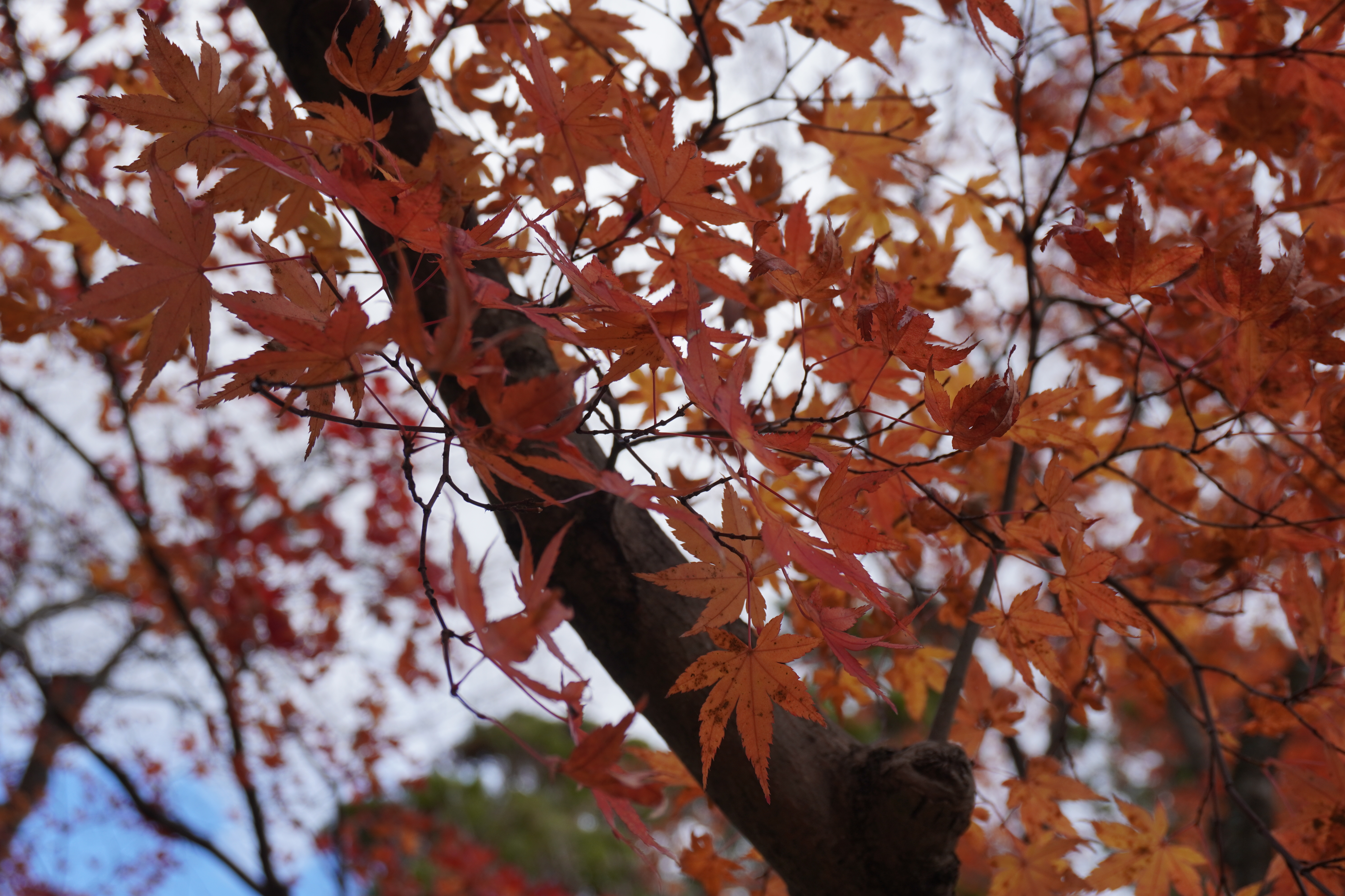 DSC00557.jpeg